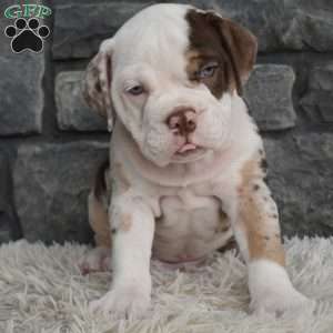 Truffle, Beabull Puppy