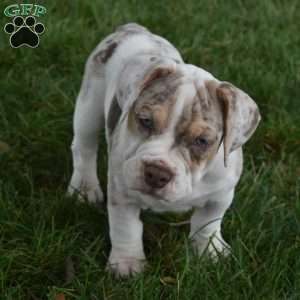 Bailey, Beabull Puppy