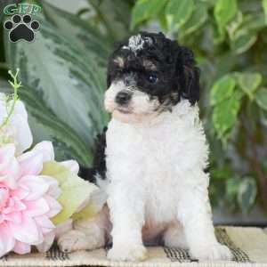 Hank – Mini, Miniature Poodle Puppy
