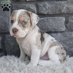 Bailey, Beabull Puppy