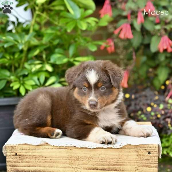 Moose, Miniature Australian Shepherd Puppy