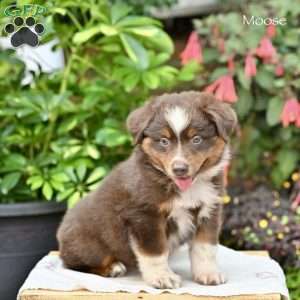 Moose, Miniature Australian Shepherd Puppy