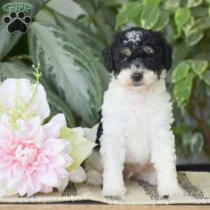 Hank – Mini, Miniature Poodle Puppy