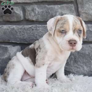 Bailey, Beabull Puppy