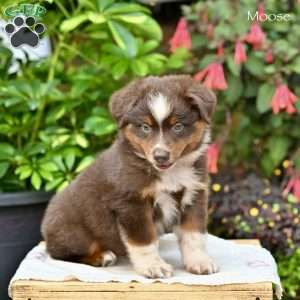 Moose, Miniature Australian Shepherd Puppy