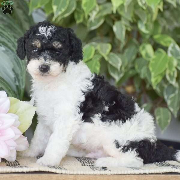 Hank – Mini, Miniature Poodle Puppy