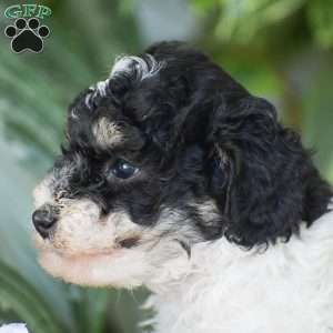 Hank – Mini, Miniature Poodle Puppy