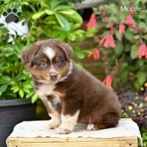 Moose, Miniature Australian Shepherd Puppy