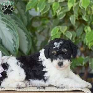 Hank – Mini, Miniature Poodle Puppy