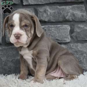 Tammy, Beabull Puppy