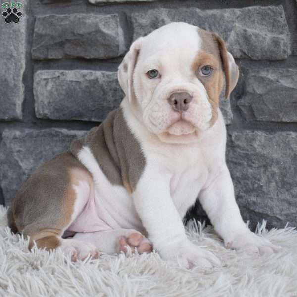 Bruno, Beabull Puppy