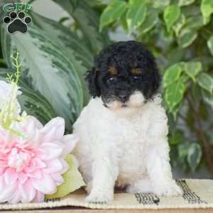 Hannah – Mini, Miniature Poodle Puppy
