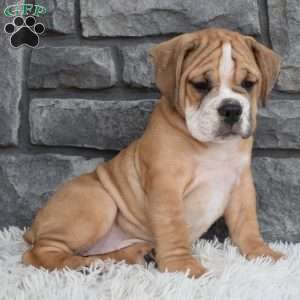 Molly, Beabull Puppy