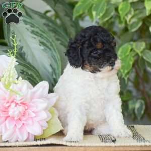 Hannah – Mini, Miniature Poodle Puppy
