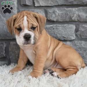 Molly, Beabull Puppy