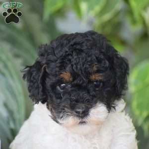 Hannah – Mini, Miniature Poodle Puppy