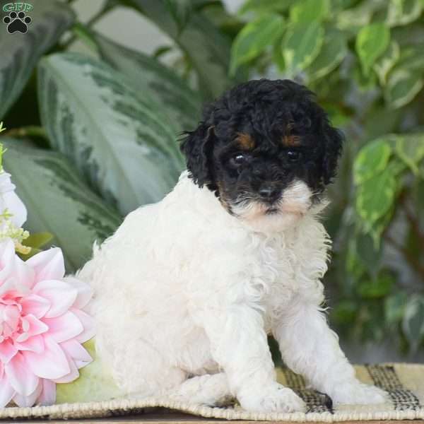 Hannah – Mini, Miniature Poodle Puppy
