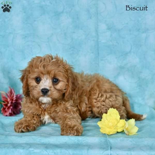 Biscuit, Cavapoo Puppy