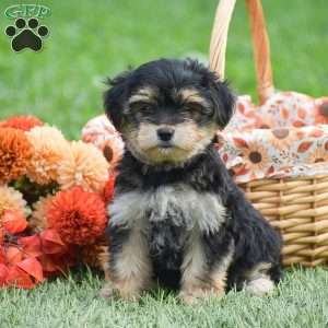 Sage, Morkie / Yorktese Puppy