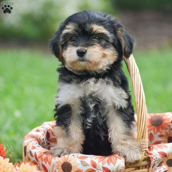 Sage, Morkie / Yorktese Puppy