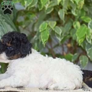 Hannah – Mini, Miniature Poodle Puppy