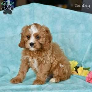 Bentley, Cavapoo Puppy