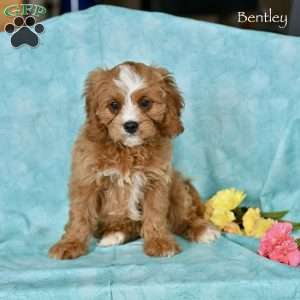 Bentley, Cavapoo Puppy