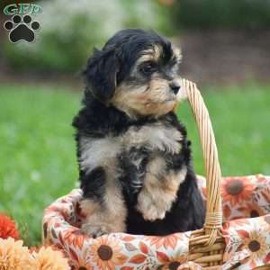 Sage, Morkie / Yorktese Puppy
