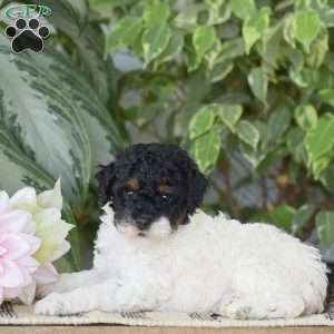 Hannah – Mini, Miniature Poodle Puppy
