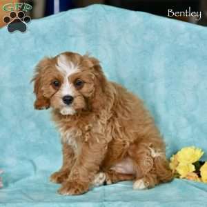 Bentley, Cavapoo Puppy