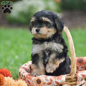Sage, Morkie / Yorktese Puppy