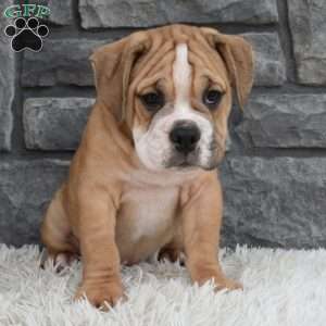 Molly, Beabull Puppy