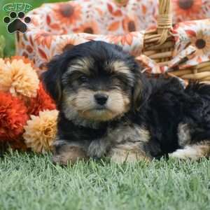 Sage, Morkie / Yorktese Puppy