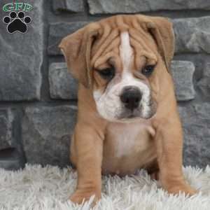 Molly, Beabull Puppy