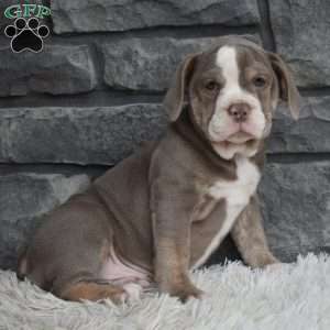 Tammy, Beabull Puppy