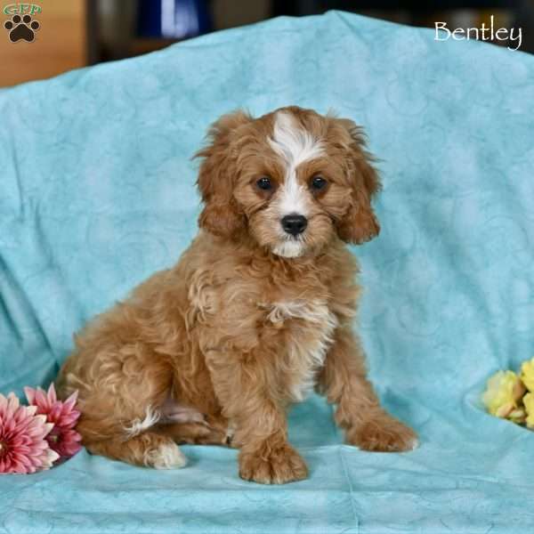 Bentley, Cavapoo Puppy