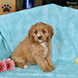 Bruno, Cavapoo Puppy