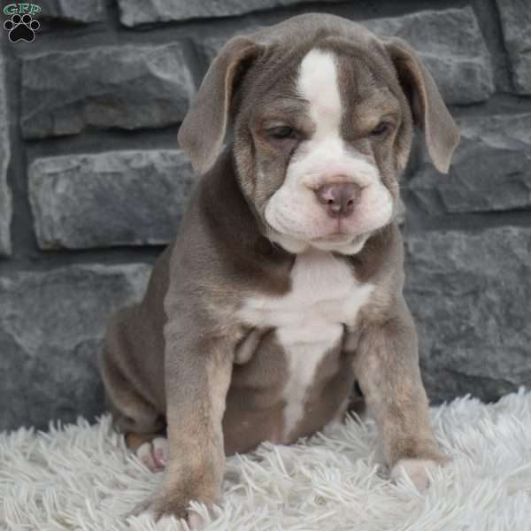 Tammy, Beabull Puppy