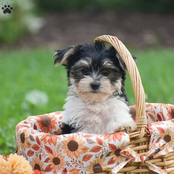 Sarah, Morkie / Yorktese Puppy