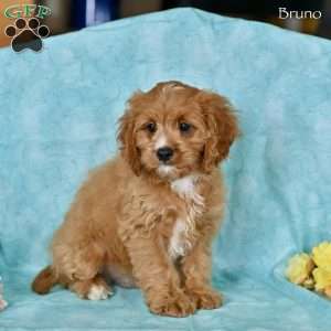 Bruno, Cavapoo Puppy