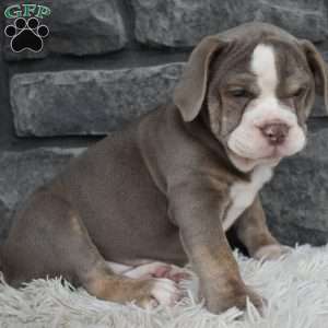 Tammy, Beabull Puppy