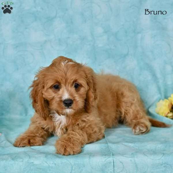 Bruno, Cavapoo Puppy