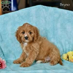 Bruno, Cavapoo Puppy