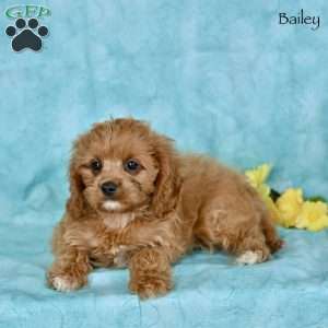 Bailey, Cavapoo Puppy