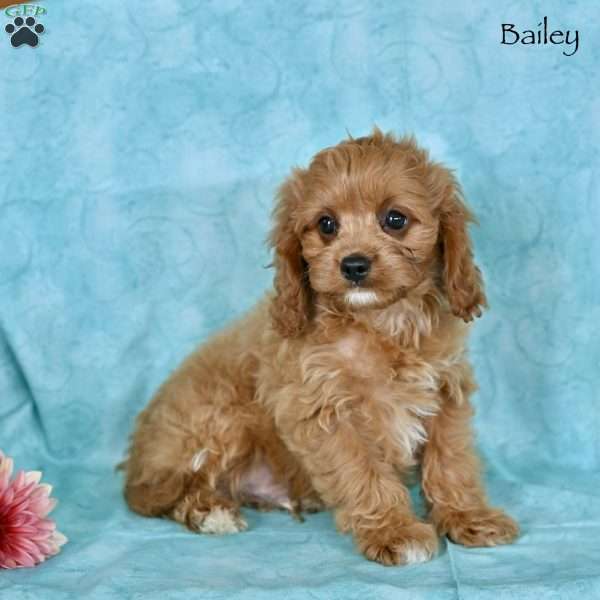 Bailey, Cavapoo Puppy