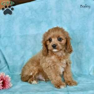 Bailey, Cavapoo Puppy