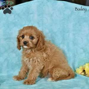 Bailey, Cavapoo Puppy