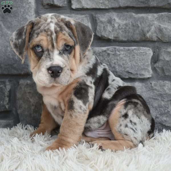 Maverick, Beabull Puppy