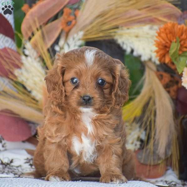 Doris – F1, Cavapoo Puppy