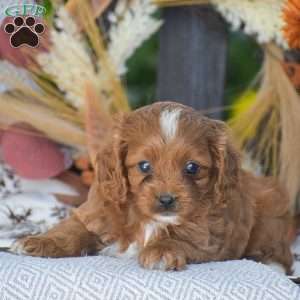 Doris – F1, Cavapoo Puppy